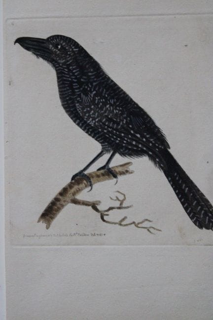 Richard Nodder - Rare engraving of Lineated Shrike