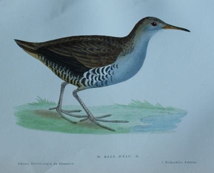 Jean Chenu - Lithographie représentant le Râle d'e