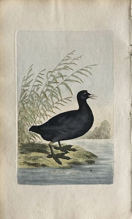 George Graves - Gravure rare représentant la foulq