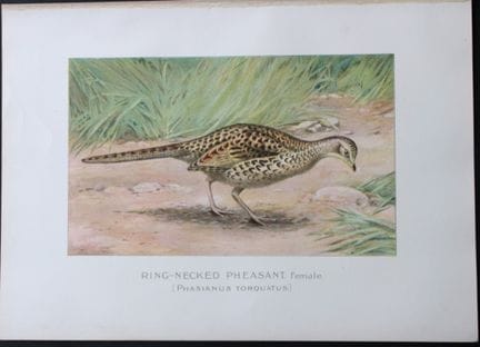 J Ridgway - Red-necked Pheasant  from New York Sta
