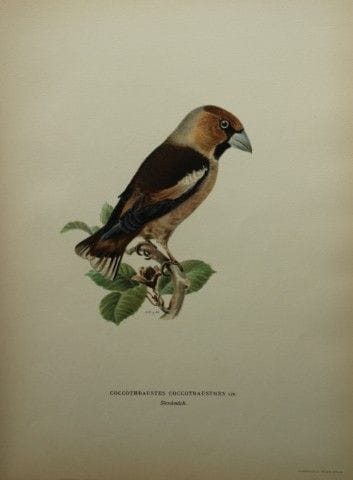 M. von Wright - Lithographie in-folio représentant