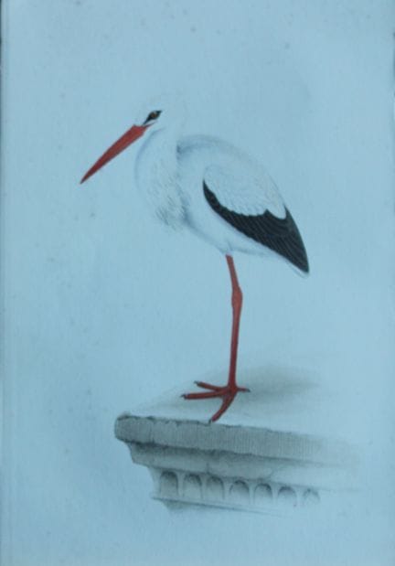 H.L. 迈耶——1857年鹳鸟彩色石版画。

这幅版画出自亨利·伦纳德·迈耶之手，选自威利斯与索瑟