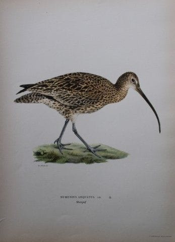 M. von Wright - Lithographie in-folio représentant