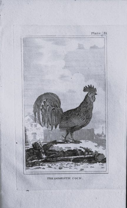 Buffon - Gravure représentant un coq, 1812.

Cette
