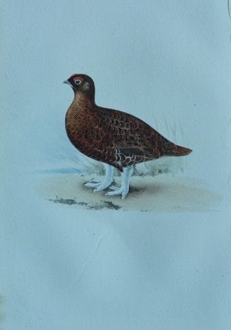 H.L. 迈耶——1857年红松鸡彩色石版画。

这幅版画出自亨利·伦纳德·迈耶之手，选自威利斯与索