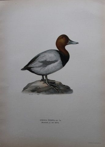 M. von Wright - Lithographie in-folio représentant