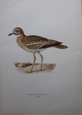 M. von Wright - Lithographie in-folio représentant