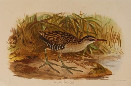 Hume and Marshall - Indian Water Rail by E Neale f