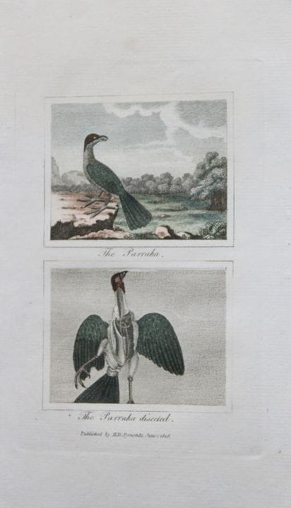Buffon - Engraving of The Parraka 1808.

This hand