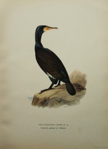 M. von Wright - Lithographie in-folio représentant