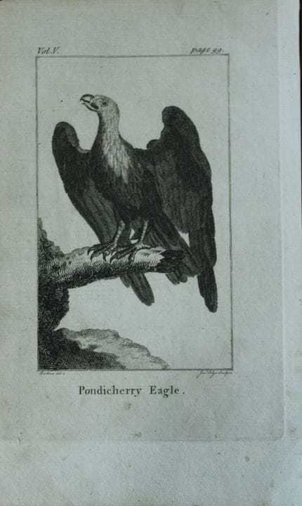 Buffon - Engraving of the Pondicherry Eagle by De 
