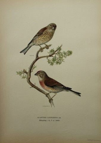 M. von Wright - Lithographie in-folio représentant