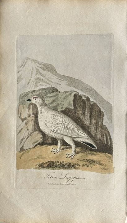 George Graves - Gravure rare représentant un lagop