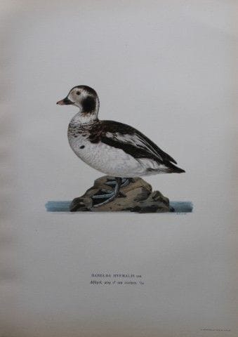 M. von Wright - Lithographie in-folio représentant
