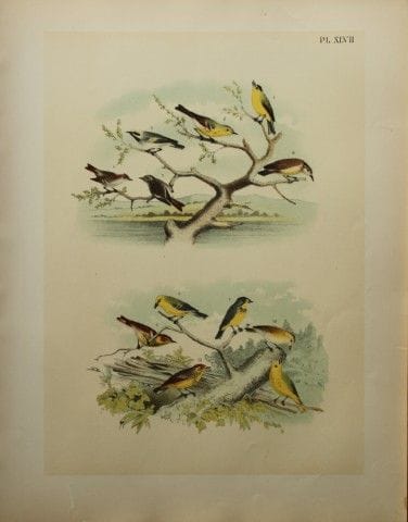 雅各布·斯图德——西奥多·贾斯珀所著《莺类、捕蝇鸟与柳莺》，1888年。

我们非常荣幸能推出这些色