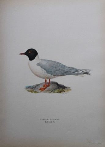 M. von Wright - Lithographie in-folio représentant