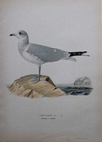 M. von Wright - Lithographie in-folio représentant