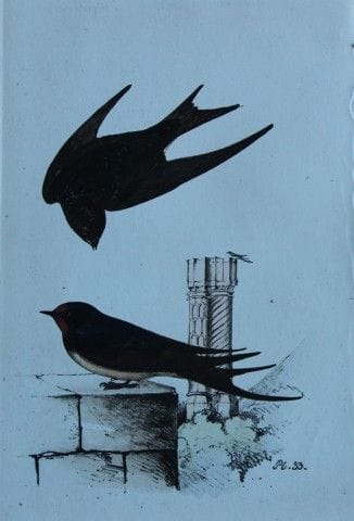 H.L. 迈耶——1857年燕子彩色石版画。

这幅版画出自亨利·伦纳德·迈耶之手，选自威利斯与索瑟