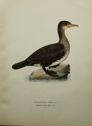 M. von Wright - Lithographie in-folio représentant