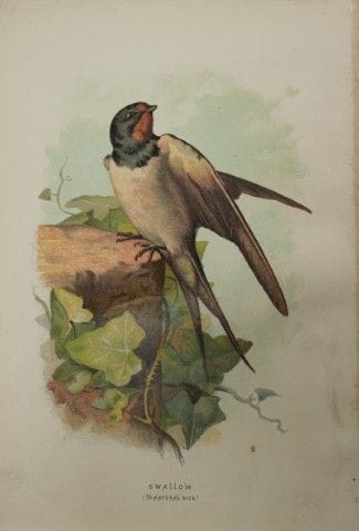 Archibald Thorburn - Hirondelle, 1883.

Cette plan