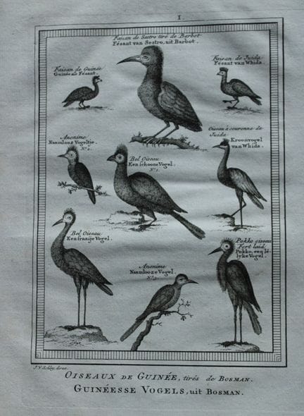 Jakob van der Schley - Birds of Guinea incl Cranes