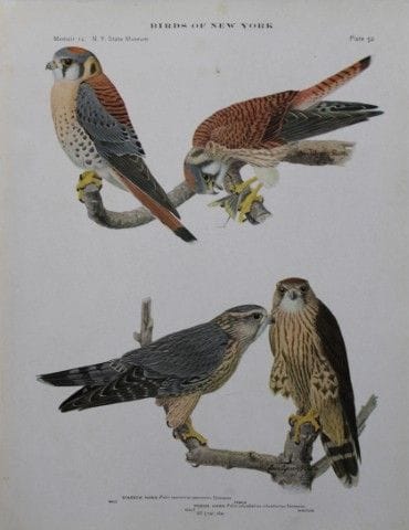 L. Agassiz Fuertes - Chromolithographie représenta