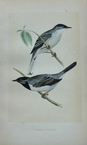 Charles Bree - Gravure coloriée à la main représen