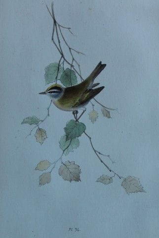 H.L. 迈耶——1857年火冠鹪鹩彩色石版画。

这幅版画出自亨利·伦纳德·迈耶之手，选自威利斯与