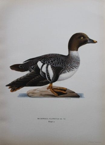 M. von Wright - Lithographie in-folio représentant