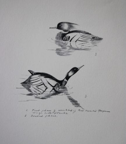 Philip Rickman - Print of pencil drawings of Red B