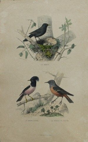 Edouard Travies - Engraving of Blackbirds 1839.

T