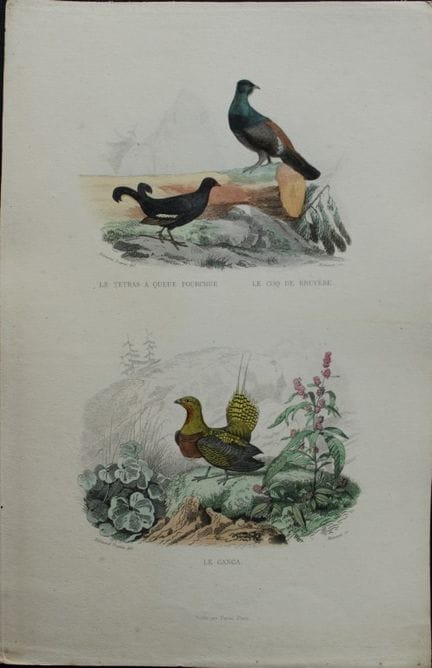 Edouard Travies - Game Birds from Complete Works o