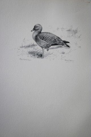 Philip Rickman - Print of pencil drawings of Pink 