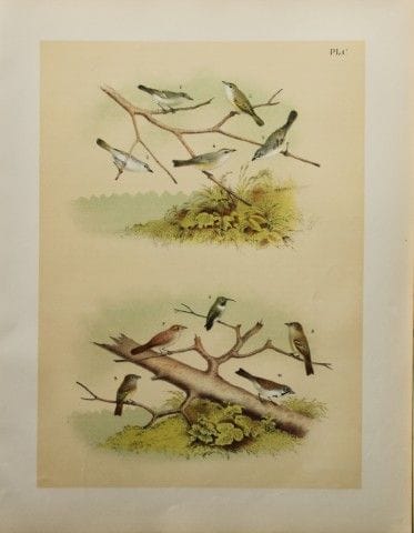 雅各布·斯图德——西奥多·贾斯珀绘《蜂鸟、麻雀、捕蝇鸟等》，1888年。

我们很高兴能提供这些色彩