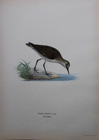 M. von Wright - Lithographie in-folio représentant