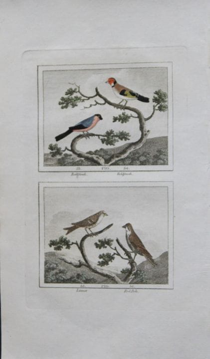 Buffon - Engraving of Linnet and Finches 1808.

Th