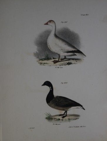 詹姆斯·E·德凯——版画CVII《雪雁与黑雁》1844年。

这幅19世纪独具匠心且引人注目的铜版画