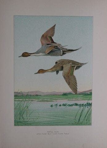 L. Agassiz Fuertes - Canard pilet, 1903.

Cette es