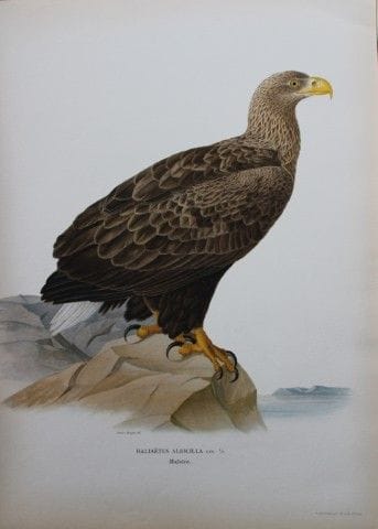 M. von Wright - Lithographie in-folio représentant