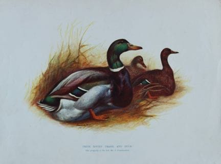 Harrison Weir - Canard de Rouen et canard, 1902.

