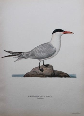 M·冯·赖特——1924年里海燕大开本石版画。

这幅手工上色的石版画出自马格努斯、威廉和费迪南德·