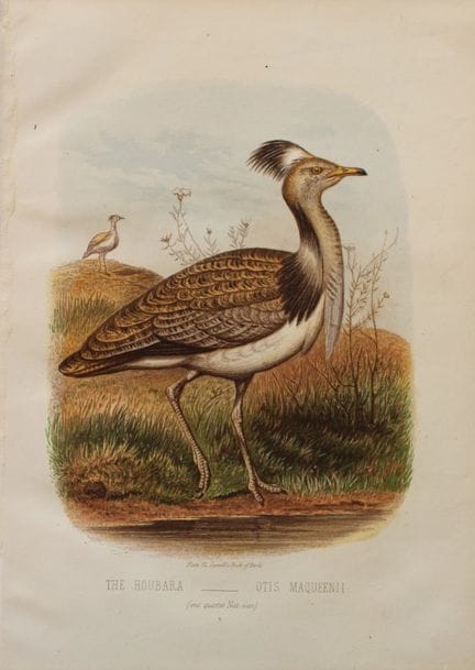 Thomas Rymer Jones - Houbara 1869.

This beautiful