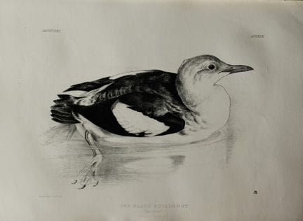 Mme Jemima Blackburn - Lithographie représentant l