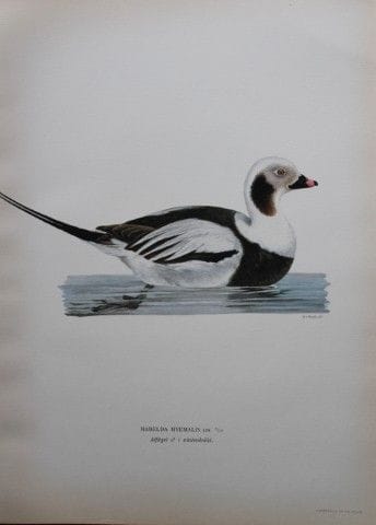 M. von Wright - Lithographie in-folio représentant