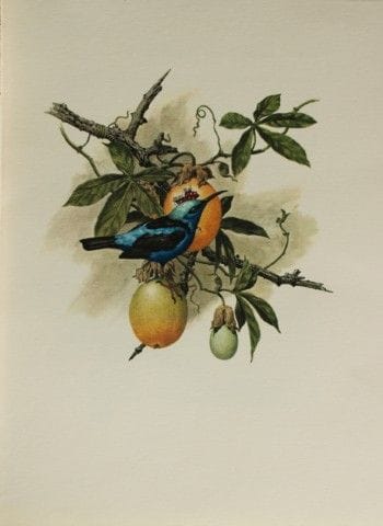 Amuchastegui - Lithographie représentant un colibr