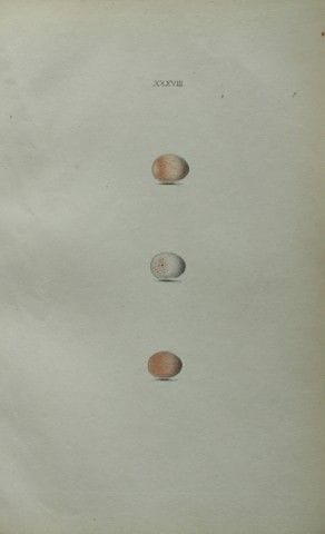 W. Hewitson – Gravure coloriée à la main représent