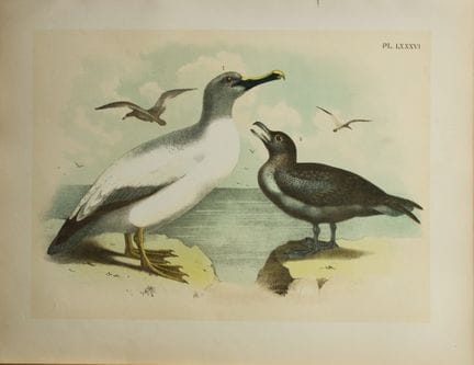 雅各布·斯图德——西奥多·贾斯珀绘《黄鼻信天翁与海鸥》，1888年。

我们很高兴能提供这些色彩绚丽