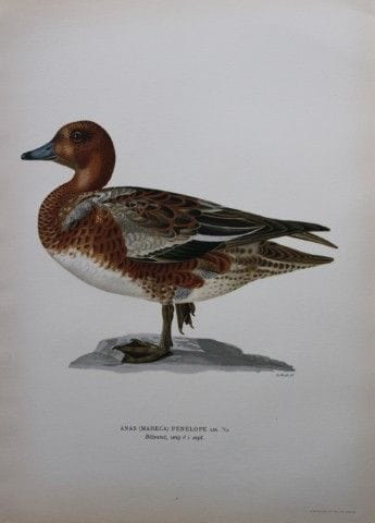 M. von Wright - Lithographie in-folio représentant