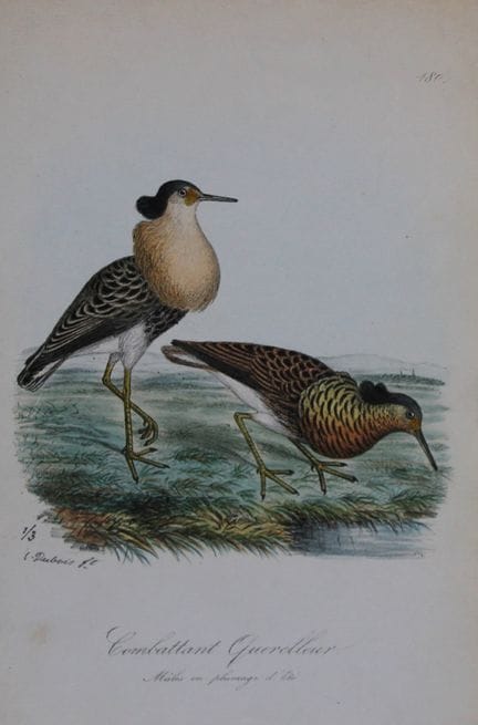 Charles Dubois - Lithographie rare représentant un