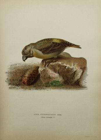 M. von Wright - Lithographie in-folio représentant